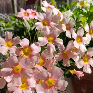 Oxalis Obtusa Fox Lady Bulbs – Colorful Flowering Oxalis Plant - Image 6
