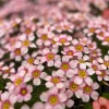 Oxalis Obtusa Fox Lady Bulbs – Colorful Flowering Oxalis Plant - Image 1
