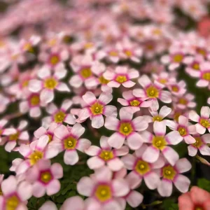Oxalis Obtusa Fox Lady Flower Bulbs - Vibrant Peach to Orange Blooms - Image 1