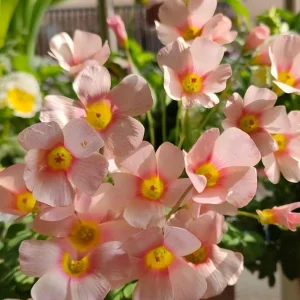 Oxalis Obtusa Fox Lady Flower Bulbs - Vibrant Peach to Orange Blooms - Image 5