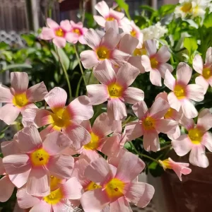 Oxalis Obtusa Fox Lady Flower Bulbs - Vibrant Peach to Orange Blooms - Image 6