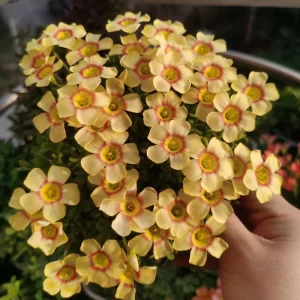 Oxalis Obtusa Lip Bulbs - Vibrant Flowering Oxalis Plant Bulbs - Image 2