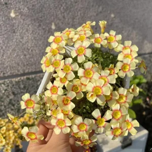 Oxalis Obtusa Lip Bulbs - Vibrant Flowering Oxalis Plant Bulbs - Image 3