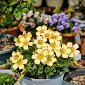 Oxalis Obtusa Lip Bulbs - Vibrant Flowering Oxalis Plant Bulbs - Image 1