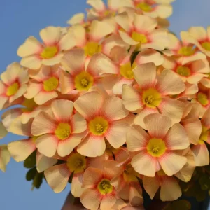 Oxalis Obtusa Live Bulbs - Sunbird Varieties for Garden & Pots - Image 2