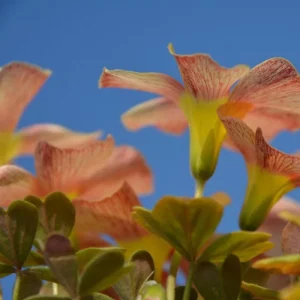 Oxalis Obtusa Live Bulbs - Sunbird Varieties for Garden & Pots - Image 3
