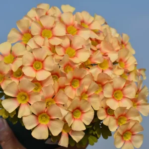 Oxalis Obtusa Live Bulbs - Sunbird Varieties for Garden & Pots - Image 4