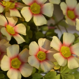 Oxalis Obtusa Live Bulbs - Sunbird Varieties for Garden & Pots - Image 5
