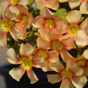 Oxalis Obtusa Live Bulbs - Sunbird Varieties for Garden & Pots - Image 6