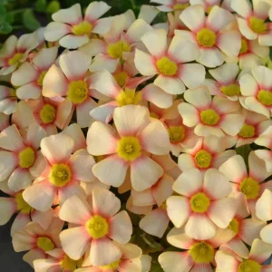 Oxalis Obtusa Live Bulbs - Sunbird Varieties for Garden & Pots - Image 1