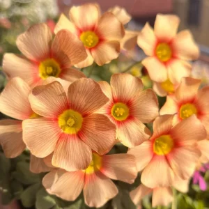 Oxalis Obtusa Live Bulbs - Sunbird Varieties for Garden & Pots - Image 7
