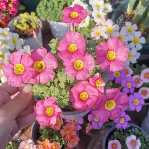 Oxalis Obtusa Live Plant – Vibrant Flowering Bulb – Full Sun/Partial Shade - Image 3