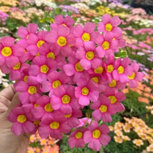 Oxalis Obtusa Live Plant – Vibrant Flowering Bulb – Full Sun/Partial Shade - Image 4