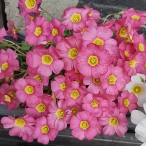Oxalis Obtusa Live Plant – Vibrant Flowering Bulb – Full Sun/Partial Shade - Image 5
