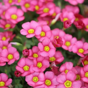 Oxalis Obtusa Live Plant – Vibrant Flowering Bulb – Full Sun/Partial Shade - Image 6