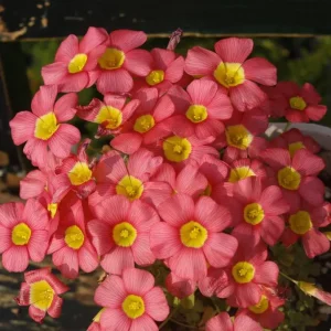 Oxalis Obtusa Live Plant – Vibrant Flowering Bulb – Full Sun/Partial Shade - Image 7