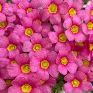 Oxalis Obtusa Live Plant – Vibrant Flowering Bulb – Full Sun/Partial Shade - Image 1