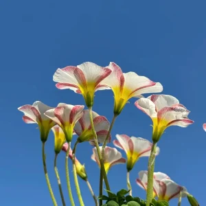 Oxalis Obtusa Marshmallow Flower Bulbs - Pink, Peach, Orange, Multicolored Blooms - Image 2