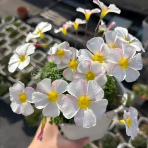 Oxalis Obtusa Marshmallow Flower Bulbs - Pink, Peach, Orange, Multicolored Blooms - Image 3