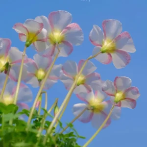Oxalis Obtusa Marshmallow Flower Bulbs - Pink, Peach, Orange, Multicolored Blooms - Image 4