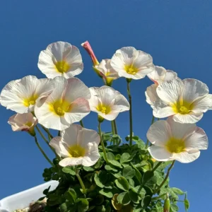 Oxalis Obtusa Marshmallow Flower Bulbs - Pink, Peach, Orange, Multicolored Blooms - Image 5