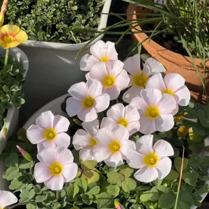 Oxalis Obtusa Marshmallow Flower Bulbs - Pink, Peach, Orange, Multicolored Blooms - Image 6