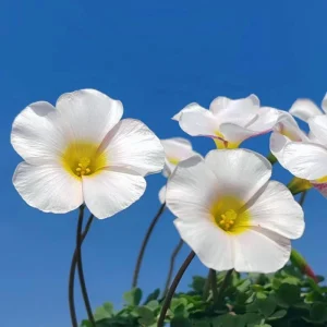 Oxalis Obtusa Marshmallow Flower Bulbs - Pink, Peach, Orange, Multicolored Blooms - Image 7