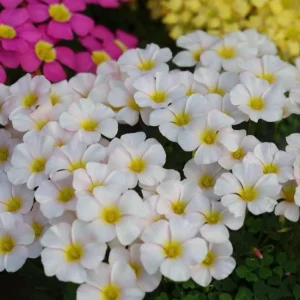 Oxalis Obtusa Marshmallow Flower Bulbs - Pink, Peach, Orange, Multicolored Blooms - Image 8