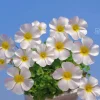 Oxalis Obtusa Marshmallow Flower Bulbs - Pink, Peach, Orange, Multicolored Blooms - Image 1