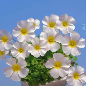 Oxalis Obtusa Marshmallow Flower Bulbs - Pink, Peach, Orange, Multicolored Blooms - Image 1