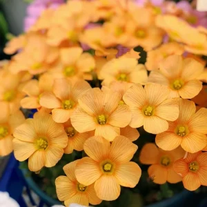 Oxalis Obtusa Polish Copper Bulbs - Live Flowering Plant - Fall Planting - Image 2