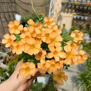 Oxalis Obtusa Polish Copper Bulbs - Live Flowering Plant - Fall Planting - Image 3