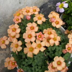 Oxalis Obtusa Polish Copper Bulbs - Live Flowering Plant - Fall Planting - Image 4