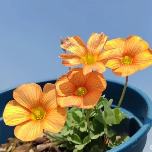 Oxalis Obtusa Polish Copper Bulbs - Live Flowering Plant - Fall Planting - Image 5
