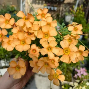Oxalis Obtusa Polish Copper Bulbs - Live Flowering Plant - Fall Planting - Image 1
