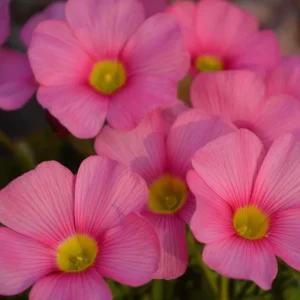 Oxalis Obtusa Raspberry Bulbs - Late Flowering, Vibrant Pink Shades - Image 2