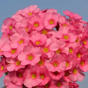 Oxalis Obtusa Raspberry Bulbs - Late Flowering, Vibrant Pink Shades - Image 3