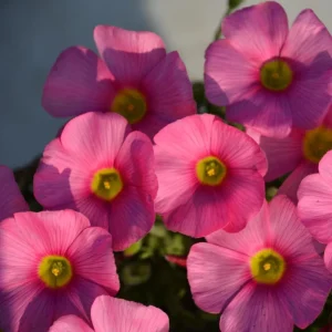 Oxalis Obtusa Raspberry Bulbs - Late Flowering, Vibrant Pink Shades - Image 4