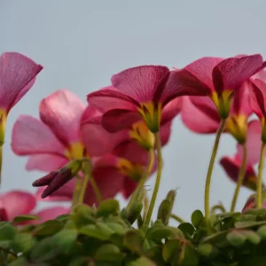 Oxalis Obtusa Raspberry Bulbs - Late Flowering, Vibrant Pink Shades - Image 5