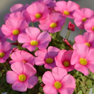 Oxalis Obtusa Raspberry Bulbs - Late Flowering, Vibrant Pink Shades - Image 6
