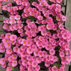 Oxalis Obtusa Raspberry Bulbs - Late Flowering, Vibrant Pink Shades - Image 7