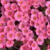 Oxalis Obtusa Raspberry Bulbs - Late Flowering, Vibrant Pink Shades - Image 1