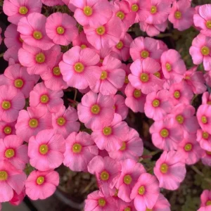 Oxalis Obtusa Raspberry Bulbs - Late Flowering, Vibrant Pink Shades - Image 1