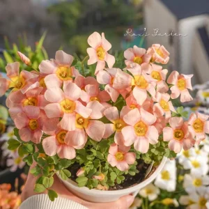 Oxalis Obtusa Ripple Bulbs – Multi-Colored Flowers – Plant in Fall – Indoor/Outdoor - Image 2