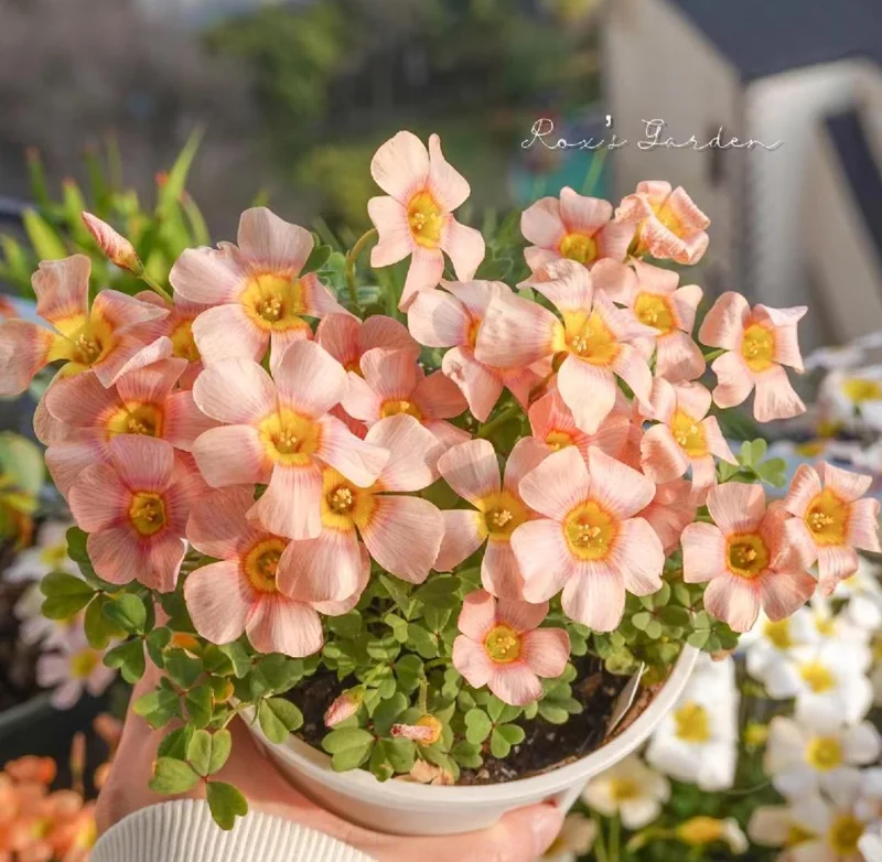 Oxalis Obtusa Ripple Bulbs – Multi-Colored Flowers – Plant in Fall – Indoor/Outdoor - Image 2