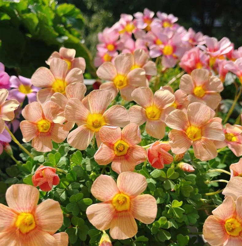 Oxalis Obtusa Ripple Bulbs – Multi-Colored Flowers – Plant in Fall – Indoor/Outdoor - Image 3