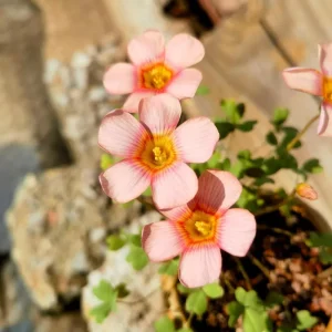 Oxalis Obtusa Ripple Bulbs – Multi-Colored Flowers – Plant in Fall – Indoor/Outdoor - Image 4