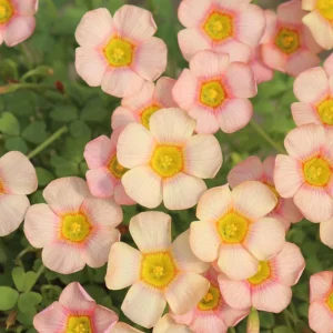 Oxalis Obtusa Ripple Bulbs – Multi-Colored Flowers – Plant in Fall – Indoor/Outdoor - Image 5