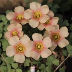 Oxalis Obtusa Ripple Bulbs – Multi-Colored Flowers – Plant in Fall – Indoor/Outdoor - Image 6