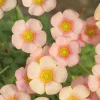 Oxalis Obtusa Ripple Bulbs – Multi-Colored Flowers – Plant in Fall – Indoor/Outdoor - Image 1